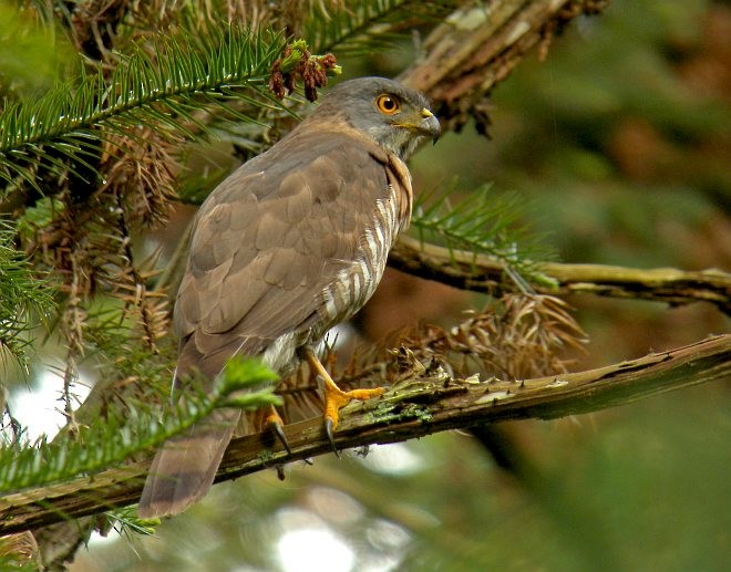 Crested Goshawk - ML379735281