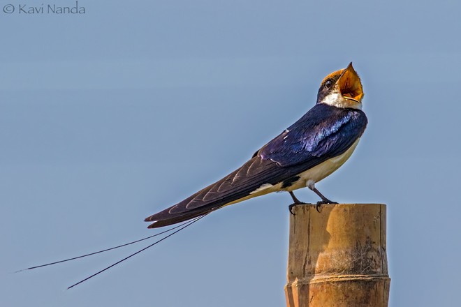 Wire-tailed Swallow - ML379735291