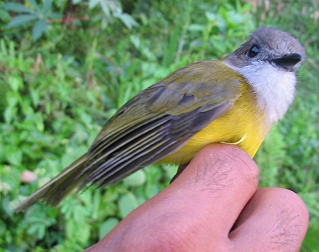 Yellow-bellied Whistler - ML379735331