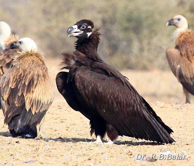 Cinereous Vulture - Dr. Raghavji Balar