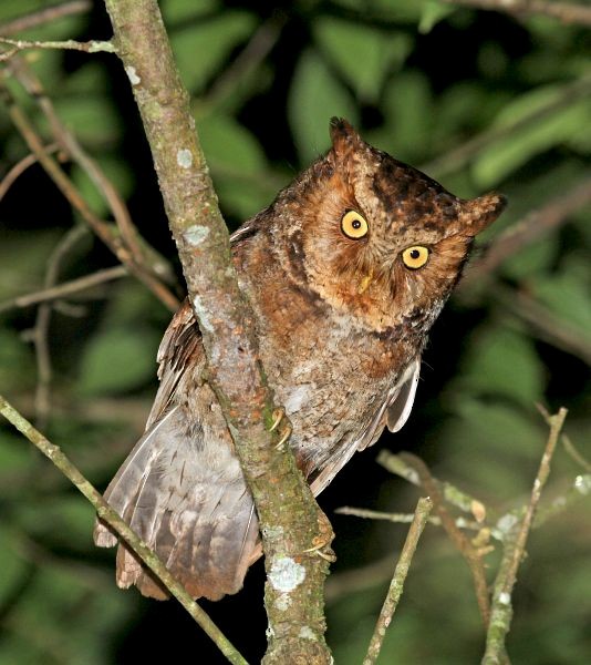 Mountain Scops-Owl - ML379735551
