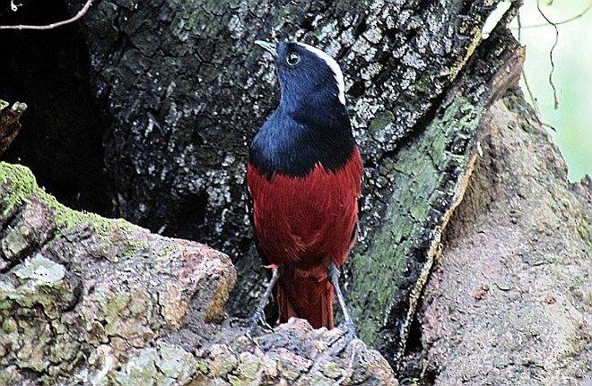 White-capped Redstart - ML379735621