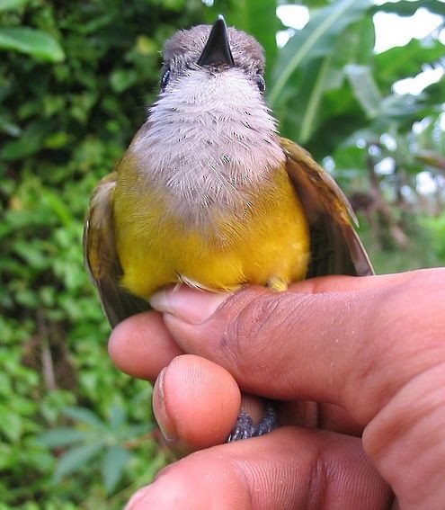 Yellow-bellied Whistler - ML379735651