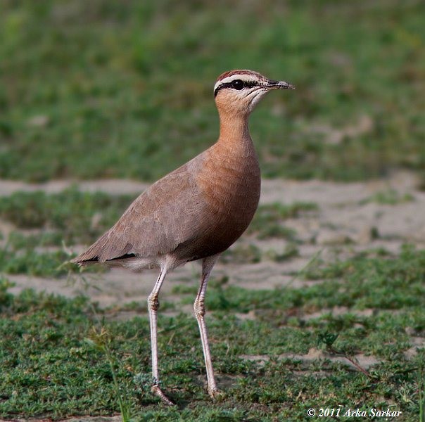 Indian Courser - ML379735721