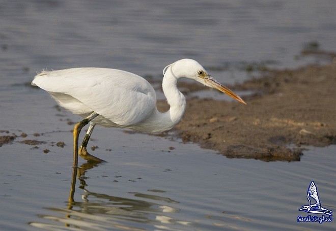 Western Reef-Heron (Eastern) - Sunil Singhal