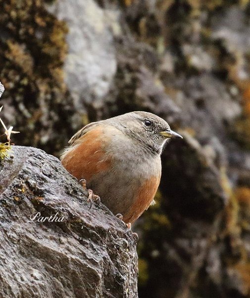 Alpine Accentor - ML379735861