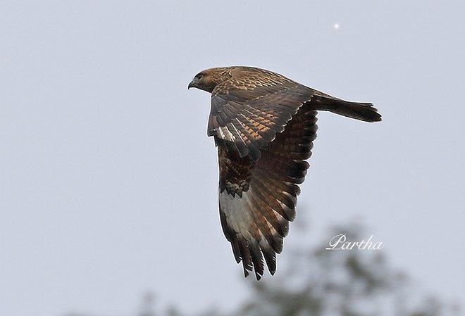 tanımsız Buteo sp. - ML379735891