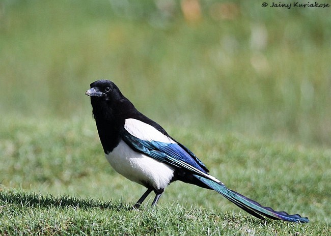 Eurasian Magpie (Eurasian) - ML379735931