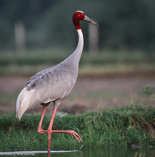 Sarus Crane - ML379736041