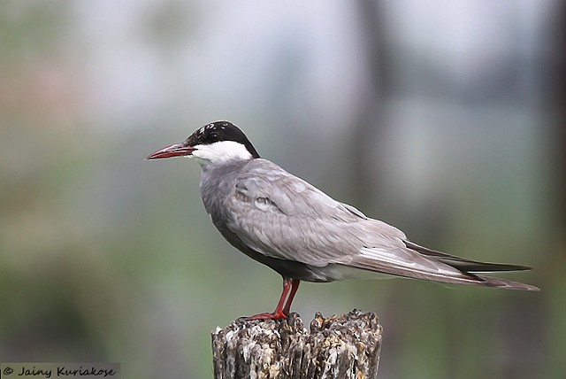 Whiskered Tern - ML379736141