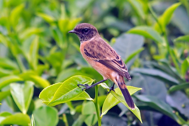 Siberian Stonechat - Vijay Anand Ismavel