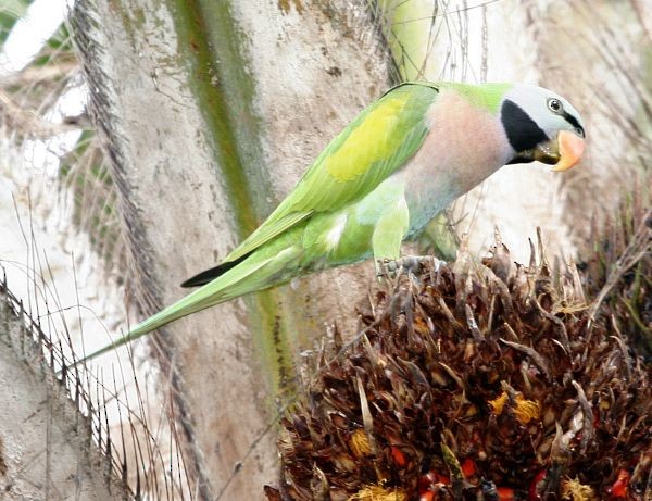 Red-breasted Parakeet - ML379736301