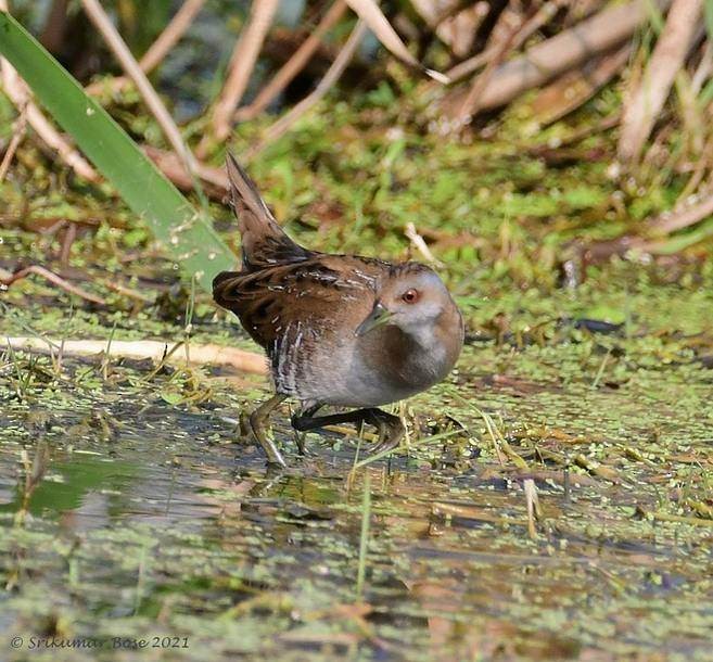 Baillon's Crake (Eastern) - ML379736491