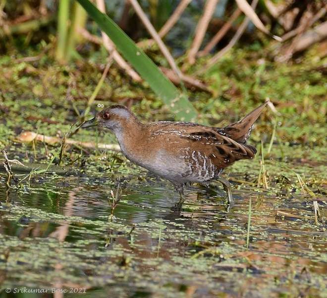 Baillon's Crake (Eastern) - ML379736501