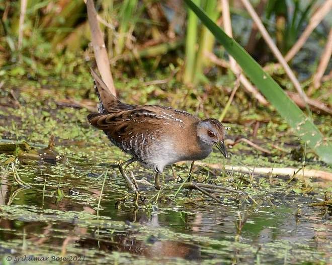 Baillon's Crake (Eastern) - ML379736521