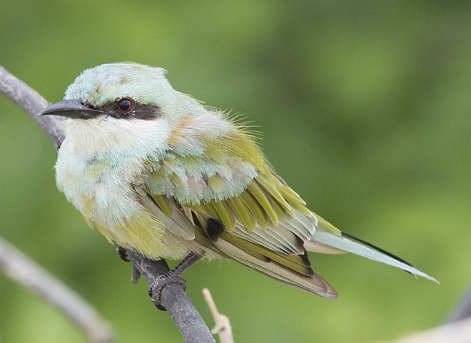 Asian Green Bee-eater - ML379736581