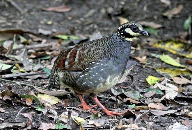 Taiwan Partridge - ML379736641