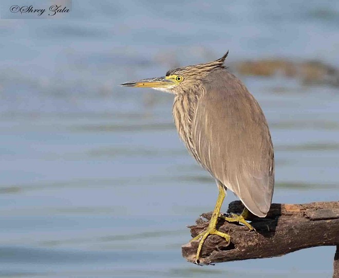 Indian Pond-Heron - Shrey Zala