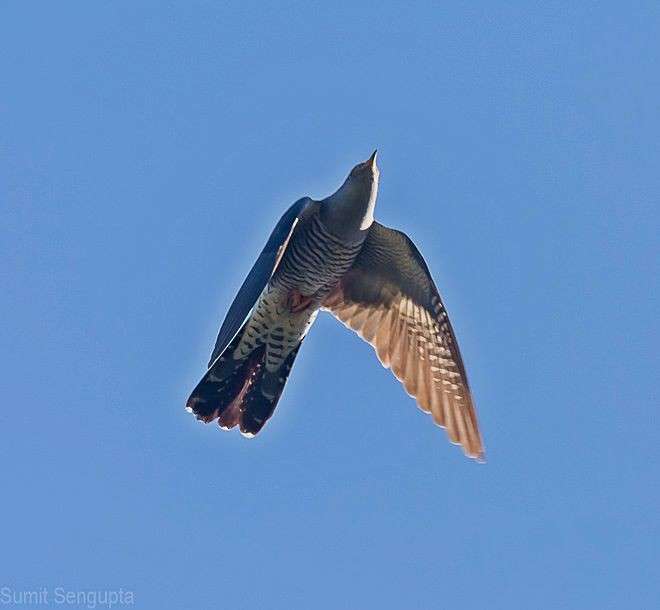 Common Cuckoo - Sumit  Sengupta