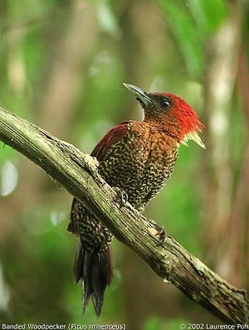 Banded Woodpecker - ML379736871