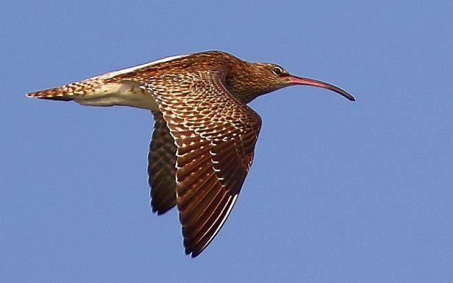 Whimbrel - prosenjit singhadeo