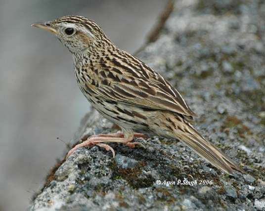 Upland Pipit - ML379737041