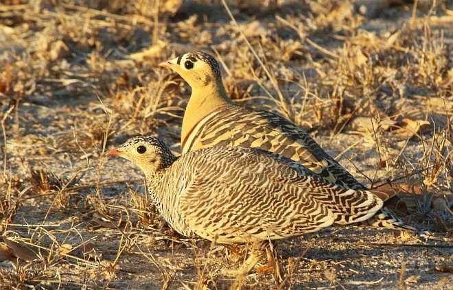 Painted Sandgrouse - ML379737051