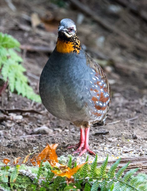 Rufous-throated Partridge - ML379737191