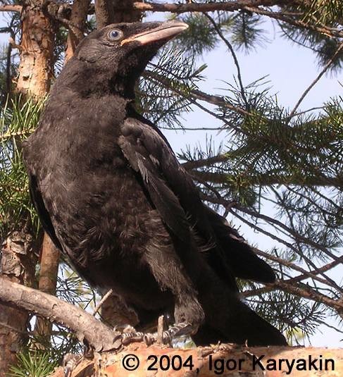 Carrion Crow - Igor Karyakin