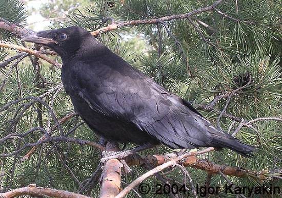 Carrion Crow - Igor Karyakin