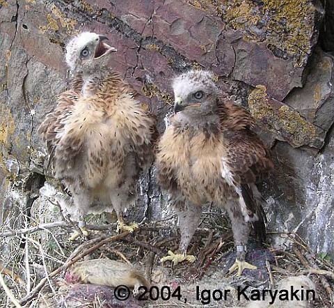 Upland Buzzard - Igor Karyakin