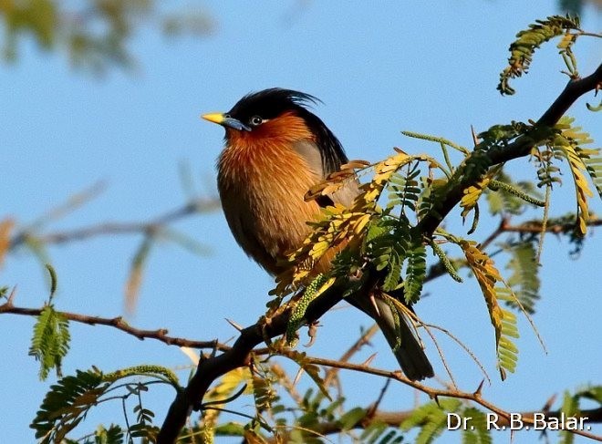 Brahminy Starling - ML379737991
