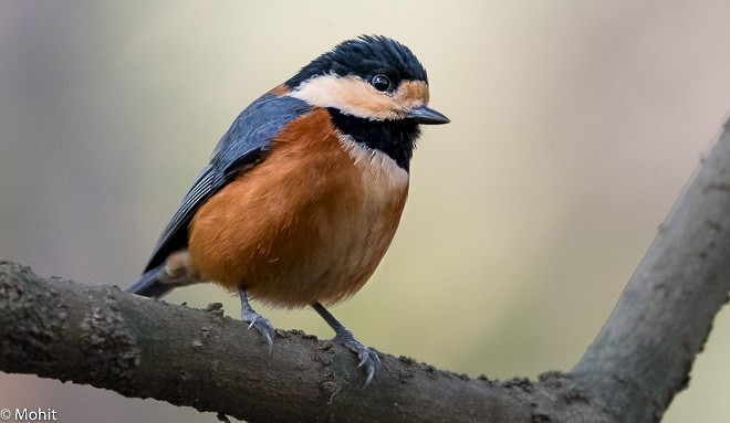 Varied Tit - ML379738021