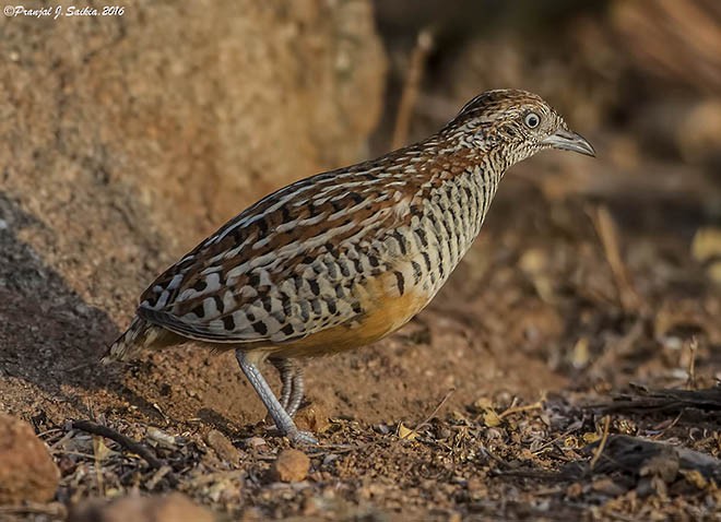 Barred Buttonquail - ML379738051