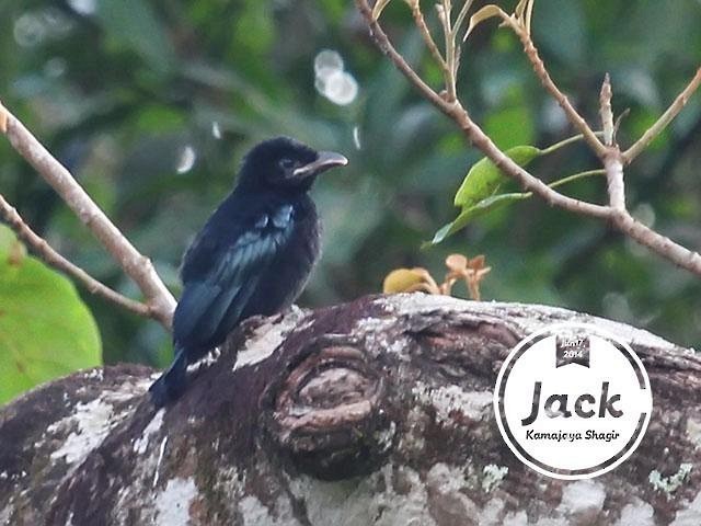 Hair-crested Drongo (White-eyed) - ML379738061