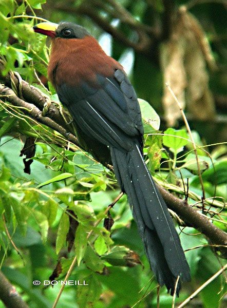 Yellow-billed Malkoha - ML379738081