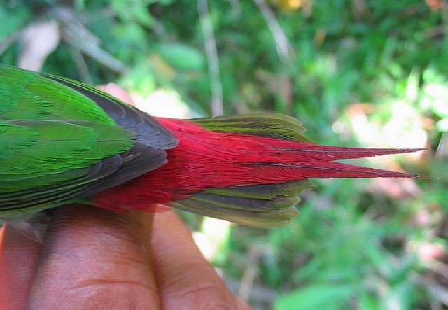 Green-faced Parrotfinch - ML379738101