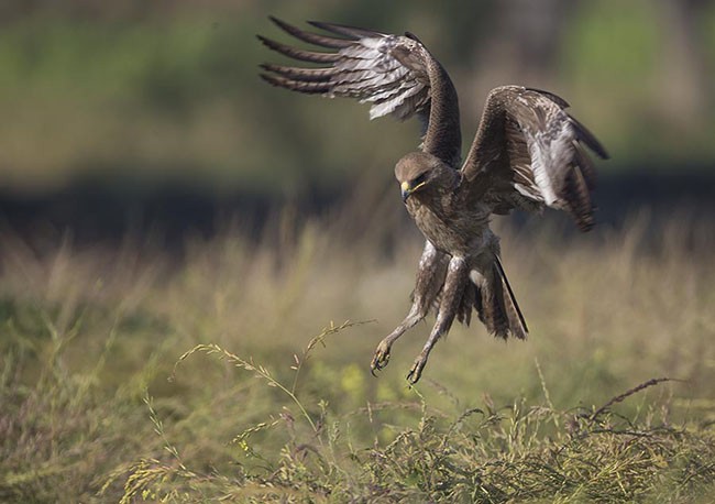 Indian Spotted Eagle - ML379738171