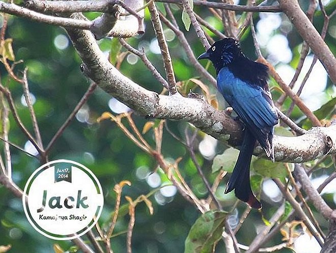 Hair-crested Drongo (White-eyed) - ML379738261