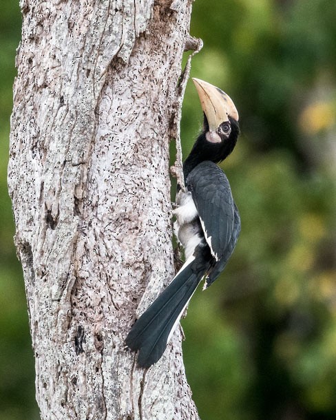 Malabar Pied-Hornbill - ML379738271