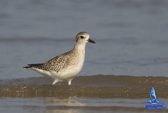 Black-bellied Plover - Sunil Singhal