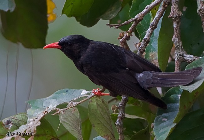 Black Bulbul - ML379738391