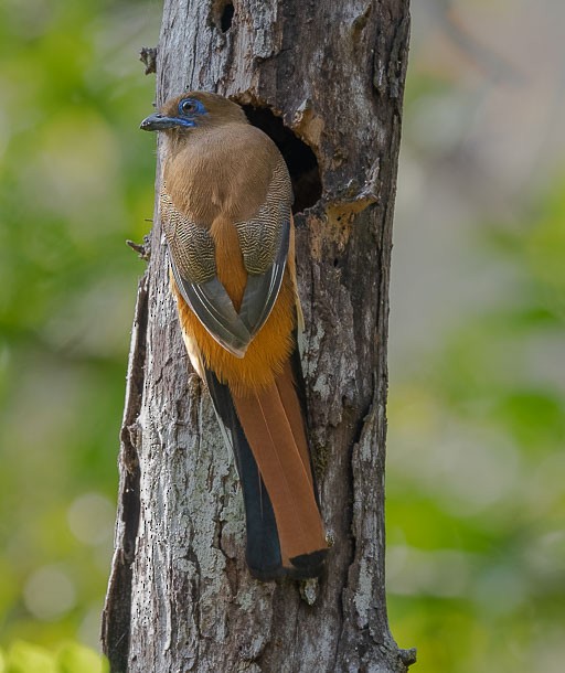 Malabar Trogon - ML379738411