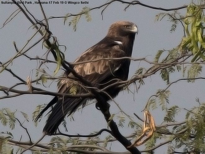 Booted Eagle - ML379738421