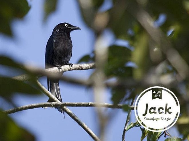 Hair-crested Drongo (White-eyed) - ML379738561