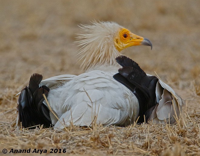 Egyptian Vulture - ML379738611