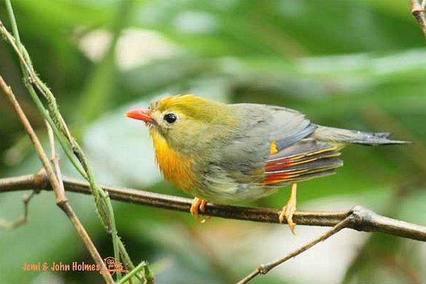 Red-billed Leiothrix - John and Jemi Holmes