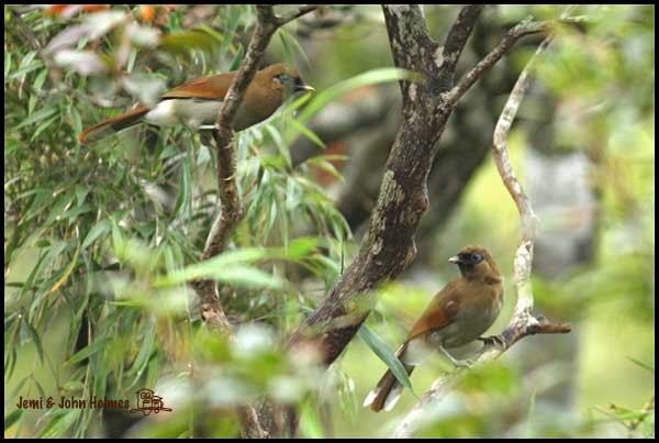 Buffy Laughingthrush - ML379738681