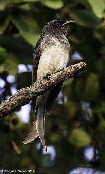 Ak Karınlı Drongo (caerulescens) - ML379738771