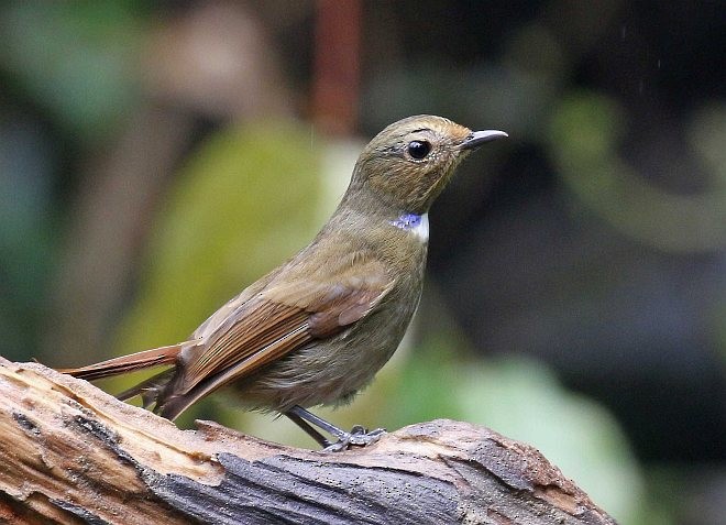 コチャバラオオルリ - ML379738811